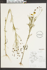 Coreopsis tinctoria image