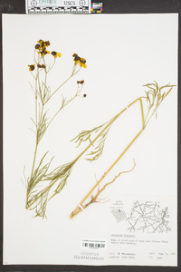 Coreopsis tinctoria image