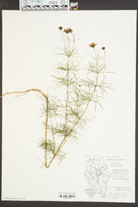 Coreopsis verticillata image