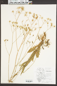 Crepis pulchra image