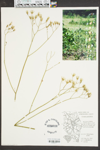 Crepis pulchra image