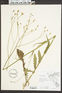 Crepis pulchra image