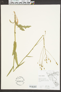 Crepis pulchra image