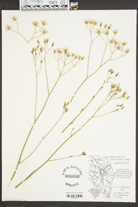 Crepis pulchra image