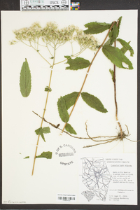 Eupatorium album image