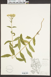 Eupatorium album image