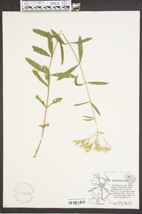 Eupatorium album image