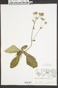 Elephantopus tomentosus image