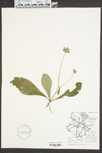 Elephantopus tomentosus image