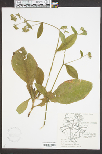 Elephantopus tomentosus image