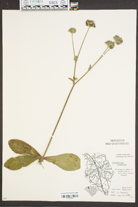 Elephantopus tomentosus image