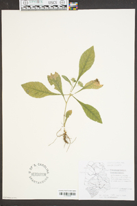 Elephantopus tomentosus image