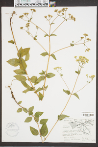 Eupatorium aromaticum image