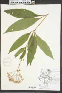 Eupatorium dubium image