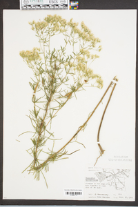 Eupatorium hyssopifolium image