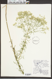 Eupatorium hyssopifolium image