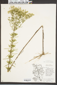 Eupatorium hyssopifolium image