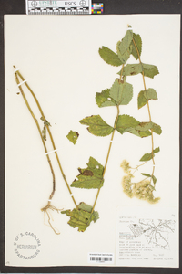 Eupatorium rotundifolium var. ovatum image