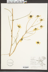 Helianthus angustifolius image