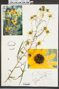 Helianthus angustifolius image