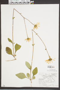 Helianthus atrorubens image