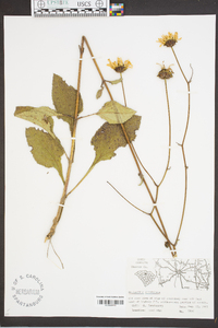 Helianthus atrorubens image