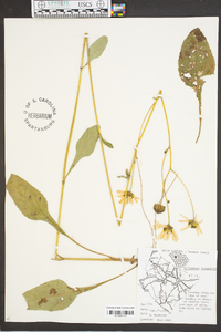 Helianthus atrorubens image