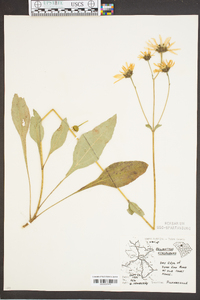 Helianthus atrorubens image