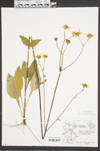 Helianthus atrorubens image