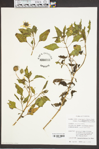 Helianthus debilis image