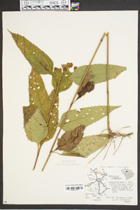 Helianthus decapetalus image