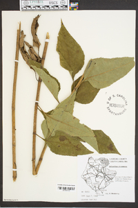 Helianthus strumosus image