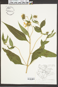 Helianthus strumosus image