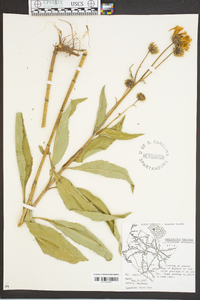 Helianthus tuberosus image