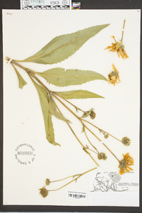 Helianthus tuberosus image