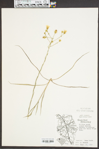 Heterotheca graminifolia image