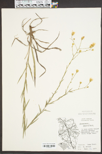 Heterotheca graminifolia image