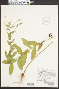 Heterotheca latifolia image