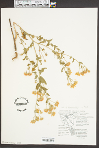 Heterotheca latifolia image