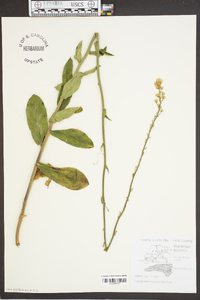 Hieracium gronovii image