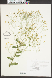 Hieracium paniculatum image