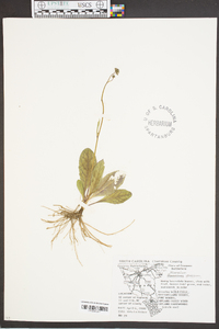 Hieracium venosum image