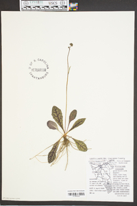 Hieracium venosum image