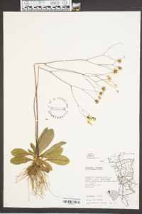 Hieracium venosum image