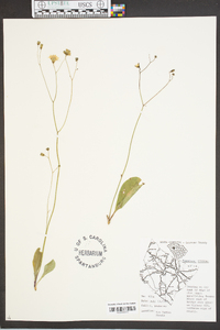 Hieracium venosum image