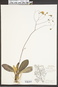 Hieracium venosum image