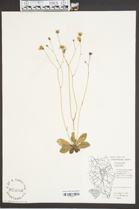 Hieracium venosum image