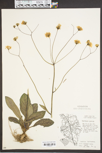 Hieracium venosum image