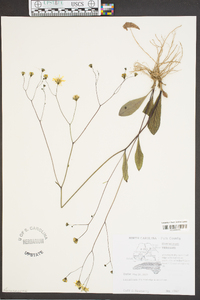 Hieracium venosum image