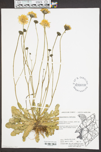 Hypochaeris radicata image